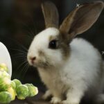can rabbits eat brussel sprouts