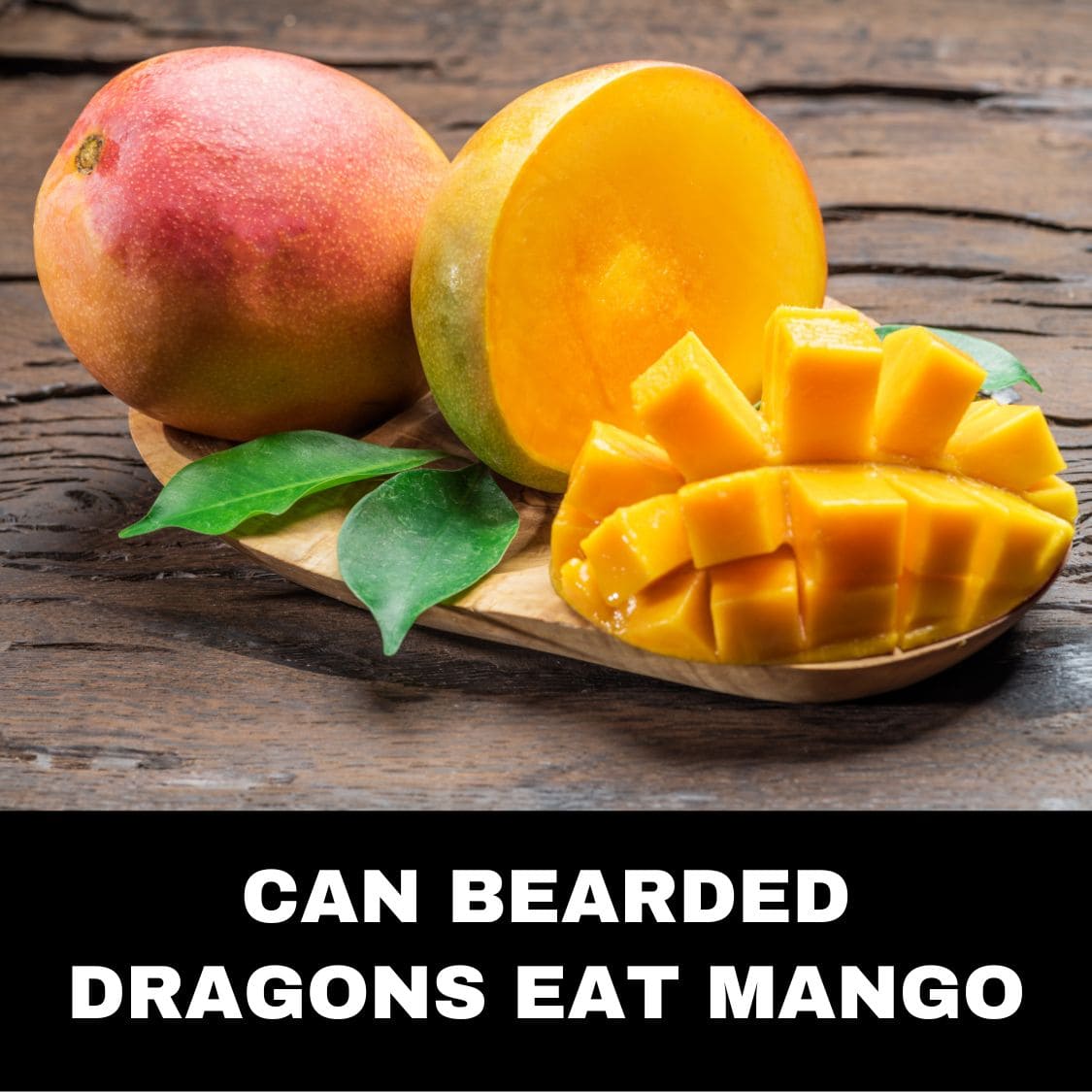 Can bearded dragons eat mango
