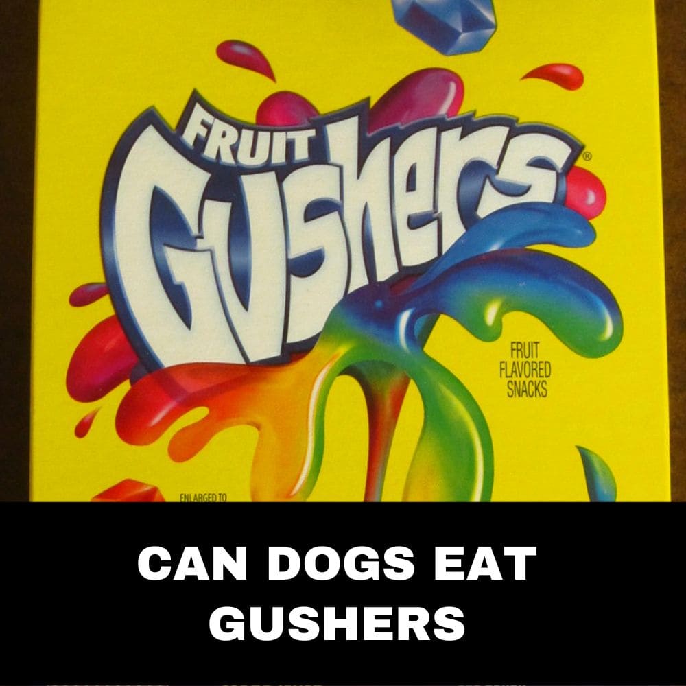 Can dogs eat gushers