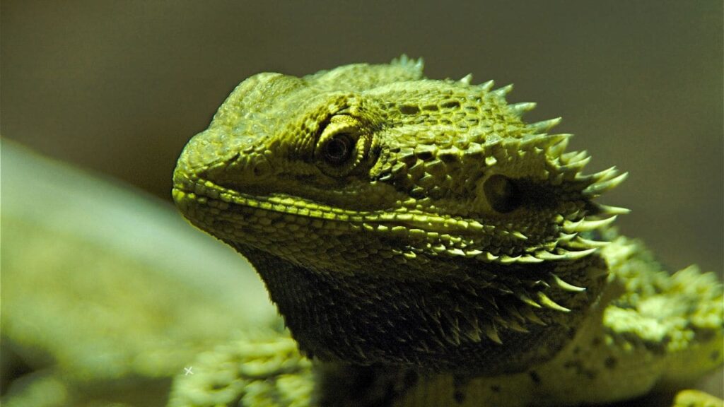 Can Bearded Dragon Eat Pineapple? Risks, Health Benefits, and More –  Dragon's Diet