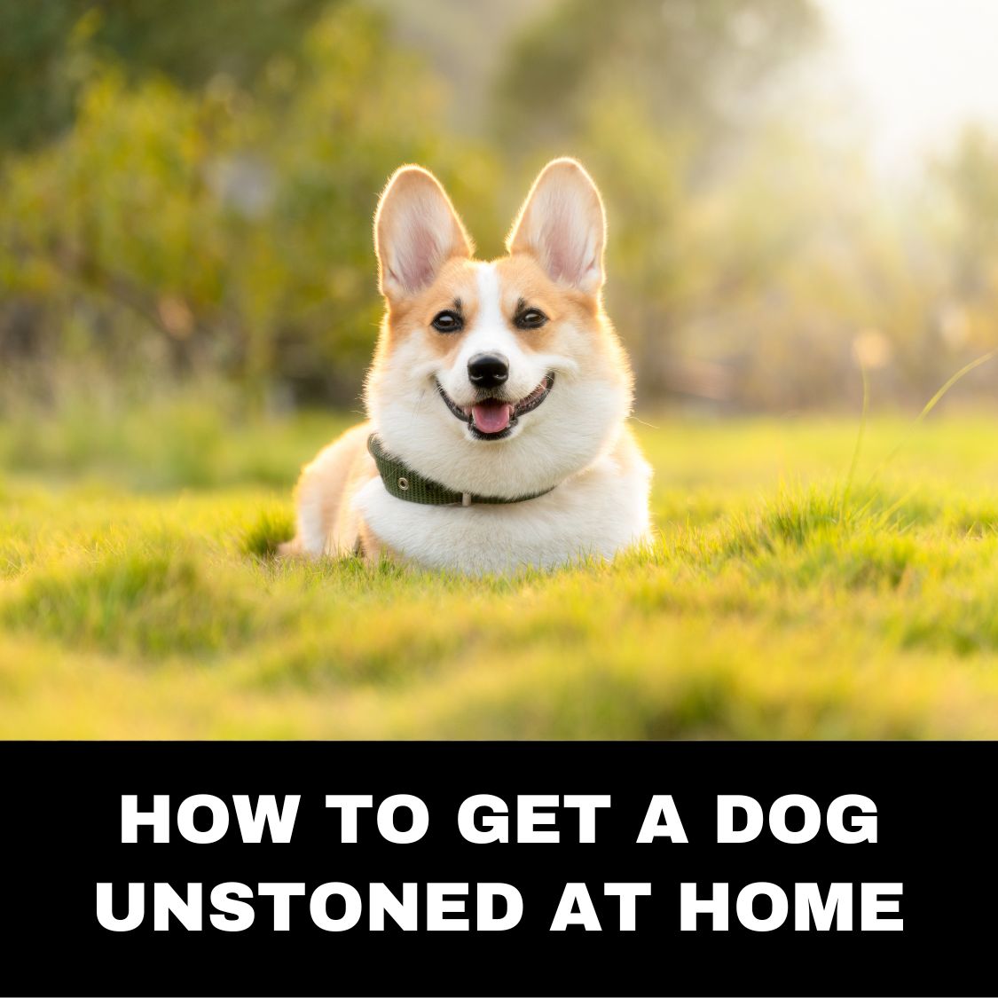 How to get a dog unstoned at home 22