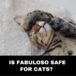 Is fabuloso safe for cats