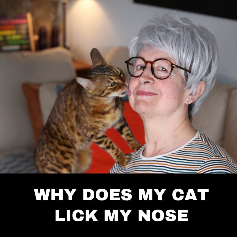 Why does my cat lick my nose